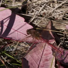 Saffron-winged Meadowhawk thumbnail 4
