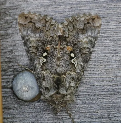 Dusky Silver Υ Moth