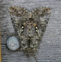 Dusky Silver Υ Moth thumbnail 1