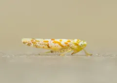 Dikrella maculata thumbnail 2