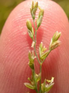 Water Whorl-grass thumbnail 1