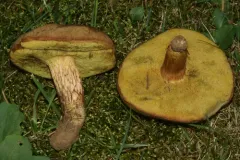 rusty bolete thumbnail 3