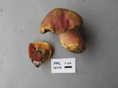 Boletus rubroflammeus thumbnail 1