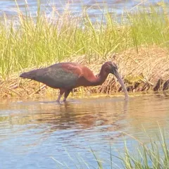 Glossy Ibis thumbnail 1