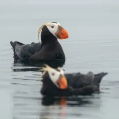 Tufted Puffin thumbnail 2