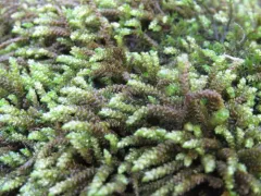obtuseleaf scleropodium moss thumbnail 2