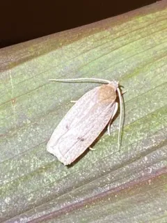 Antaeotricha osseella thumbnail 3