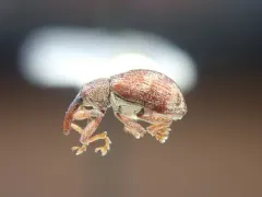 Anthonomus rutilus thumbnail 1