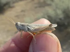 Gray Sagebrush Grasshopper thumbnail 3