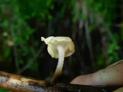 spring pin thumbnail 2