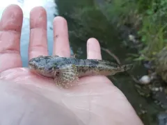 Spoonhead Sculpin thumbnail 2