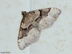 Xanthorhoe alticolata thumbnail 4