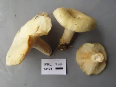 Lactarius maculatipes thumbnail 2