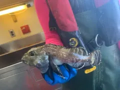 Darkfin Sculpin thumbnail 2