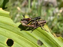 Bristly Grasshopper thumbnail 3