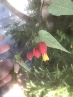 Trailing abutilon thumbnail 1
