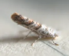 Solitary Oak Leafminer Moth thumbnail 1