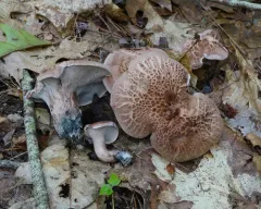 bitter tooth thumbnail 3