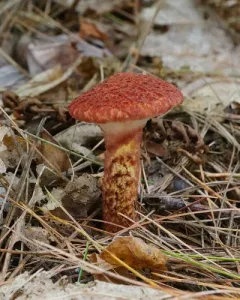Painted Suillus thumbnail 5