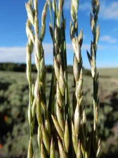 onion grass thumbnail 2