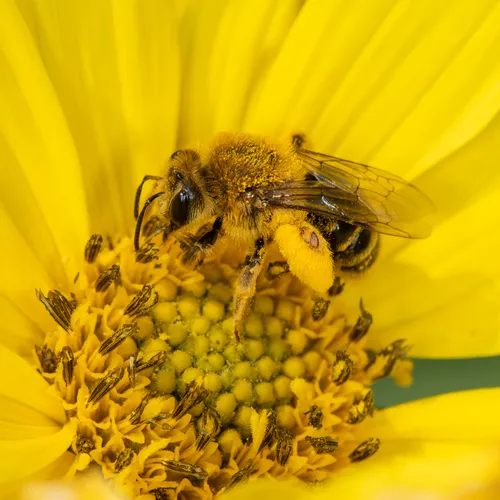 Sunflower Mining Bee