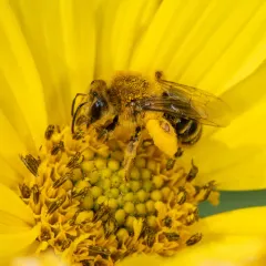 Sunflower Mining Bee thumbnail 1