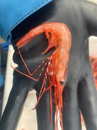 Sidestriped Shrimp