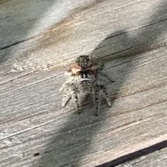 Marbled Purple Jumping Spider thumbnail 4