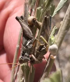 Gray Sagebrush Grasshopper thumbnail 4