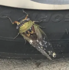 Walker's Annual Cicada thumbnail 3