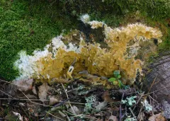 Trichoderma citrinum thumbnail 2