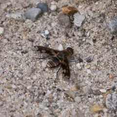 Band-winged Bee Fly thumbnail 2