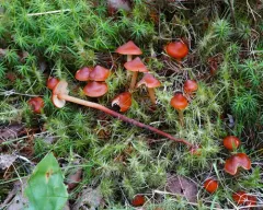 Christina's rootshank thumbnail 3