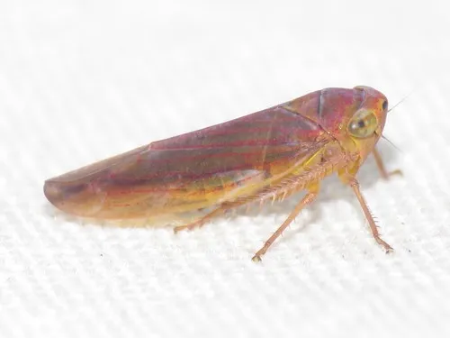 Idiodonus morsei