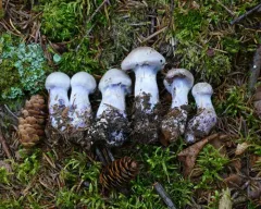 goatcheese webcap thumbnail 2