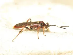 Melanichneumon disparilis thumbnail 1