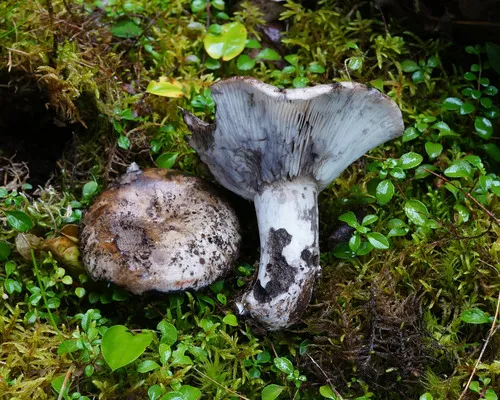 Blackening Russula