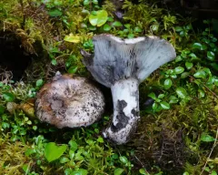 Blackening Russula thumbnail 1