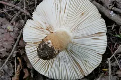 Russula ballouii thumbnail 1
