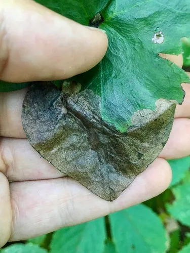 Pseudodineura parva