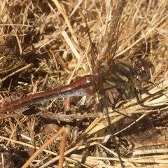 Striped Meadowhawk thumbnail 4