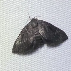 Planthopper Parasite Moth thumbnail 3