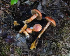dappled webcap thumbnail 2