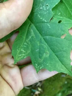 Liriomyza hypopolymnia thumbnail 1