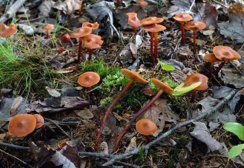Phaeocollybia jennyae