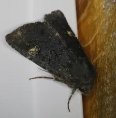 Melanapamea mixta thumbnail 3