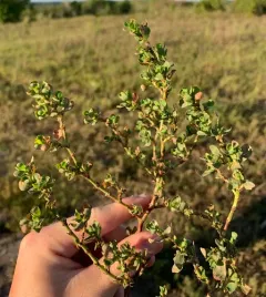 Leathery Knotweed thumbnail 3