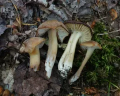 Nitrous Waxcap thumbnail 4
