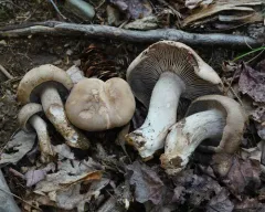 Pseudotricholoma umbrosum thumbnail 2