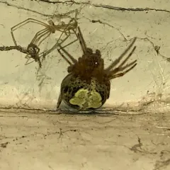 Butterfly Orbweaver thumbnail 2